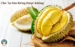 Chó Ăn Sầu Riêng Được Không