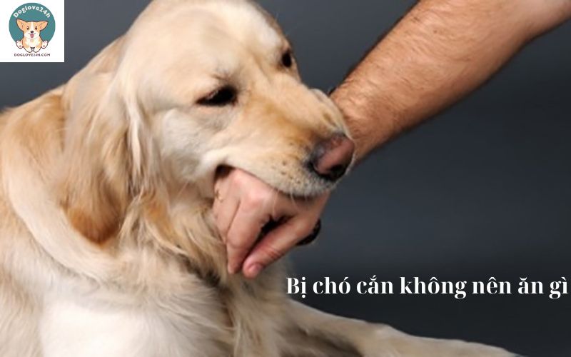 Bị chó cắn không nên ăn gì