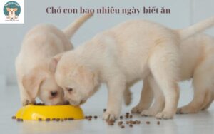 Chó con bao nhiêu ngày biết ăn