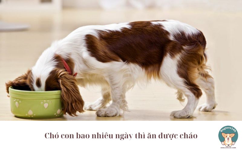 Chó con bao nhiêu ngày thì ăn được cháo