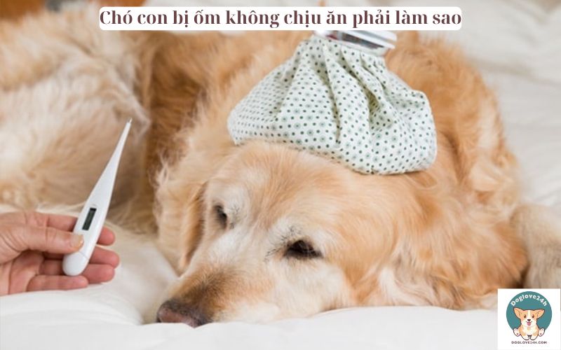 Chó con bị ốm không chịu ăn phải làm sao​