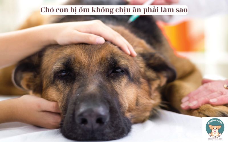 Chó con bị ốm không chịu ăn phải làm sao​