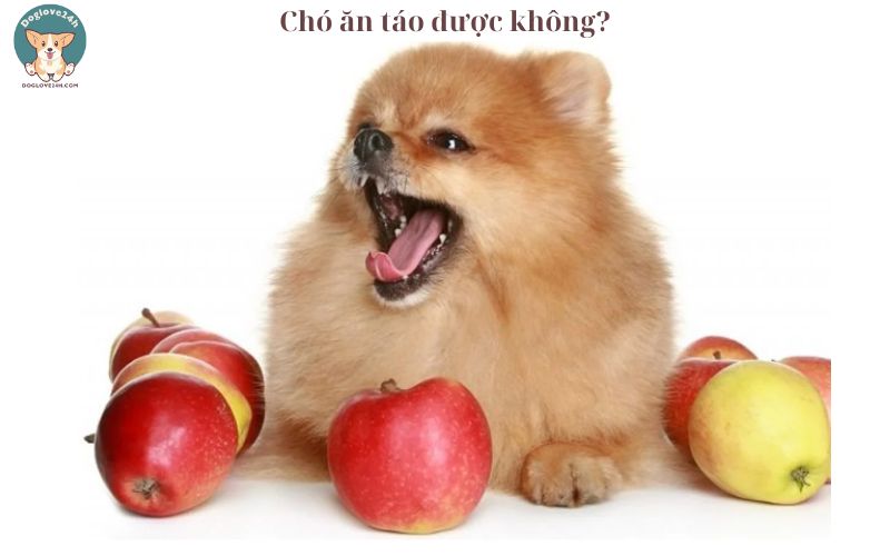 Chó ăn táo được không