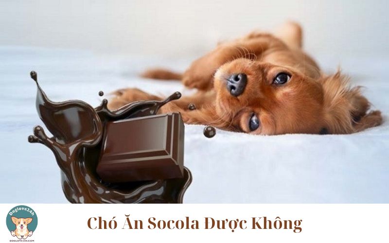 Chó Ăn Socola Được Không