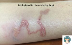 Bệnh giun đũa chó nên kiêng ăn gì