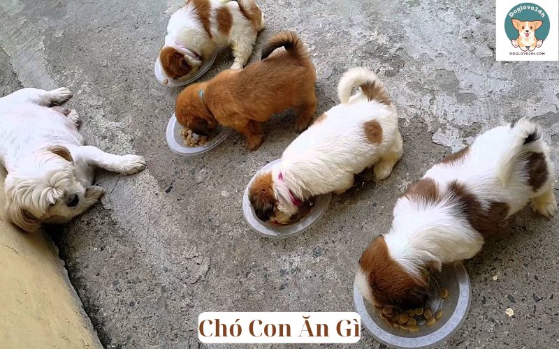 Chó Con Ăn Gì​