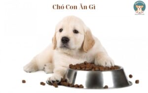 Chó Con Ăn Gì​