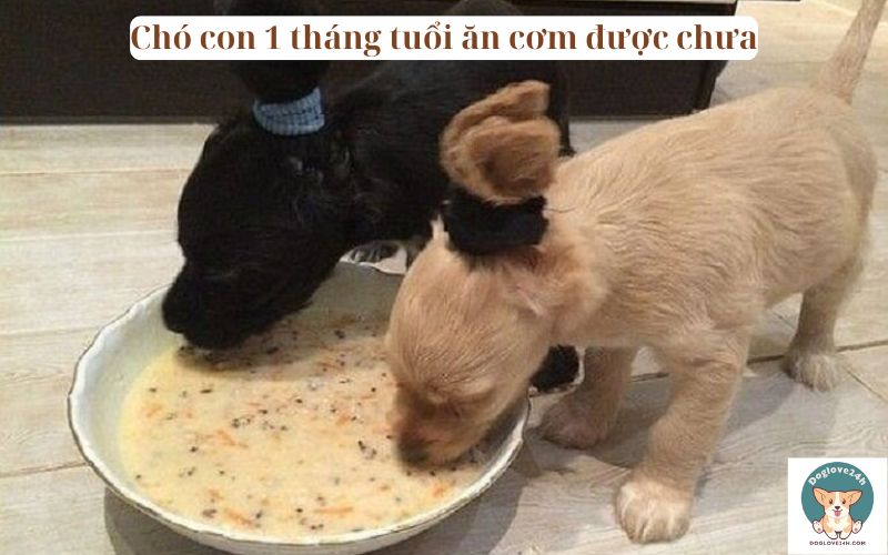 Chó con 1 tháng tuổi ăn cơm được chưa​