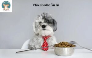 Chó Poodle Ăn Gì