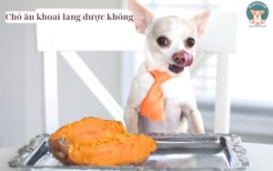 Chó ăn khoai lang được không