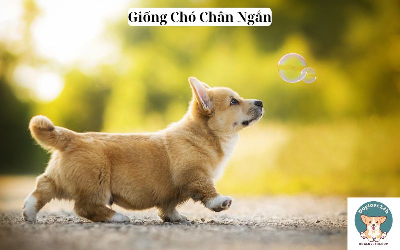 Giống Chó Chân Ngắn