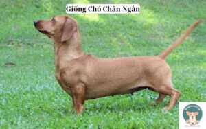 Giống Chó Chân Ngắn