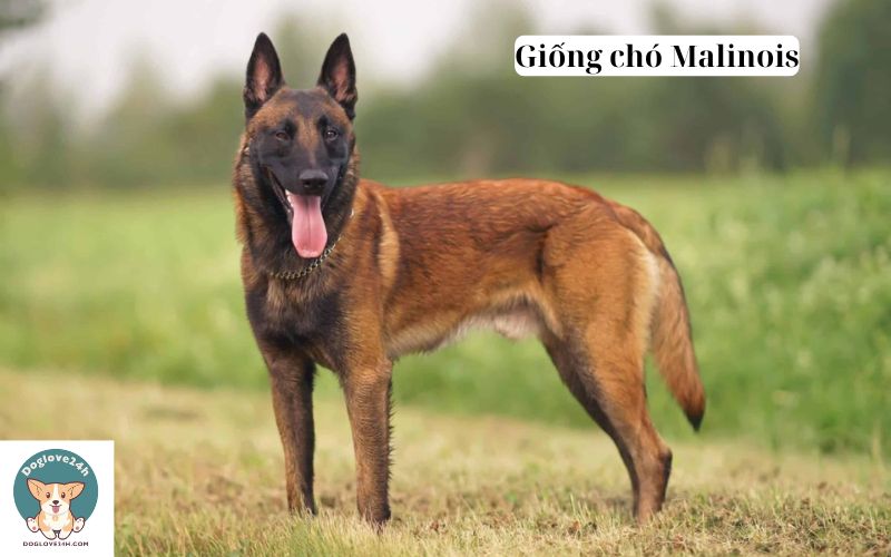 Giống chó Malinois