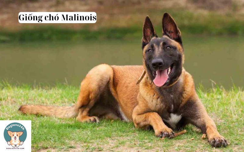 Giống chó Malinois