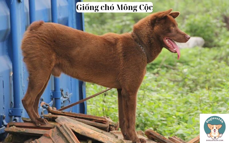 Giống chó Mông Cộc