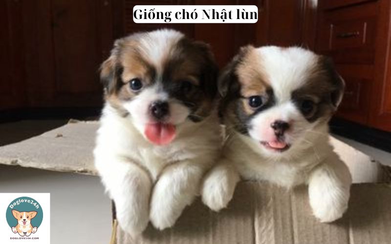 Giống chó Nhật lùn