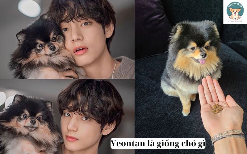 Yeontan là giống chó gì