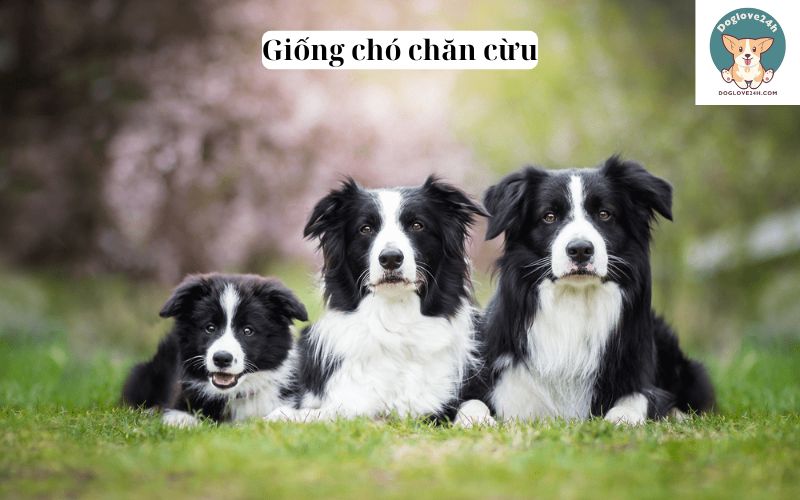 Giống chó chăn cừu