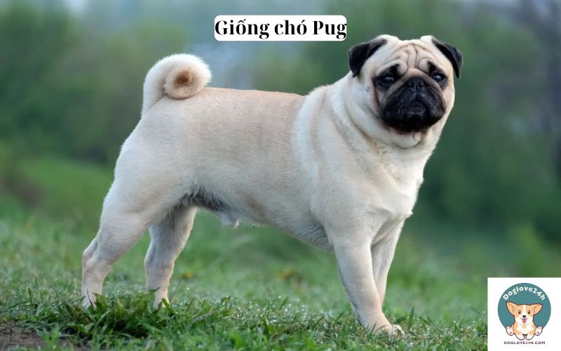 Giống chó Pug