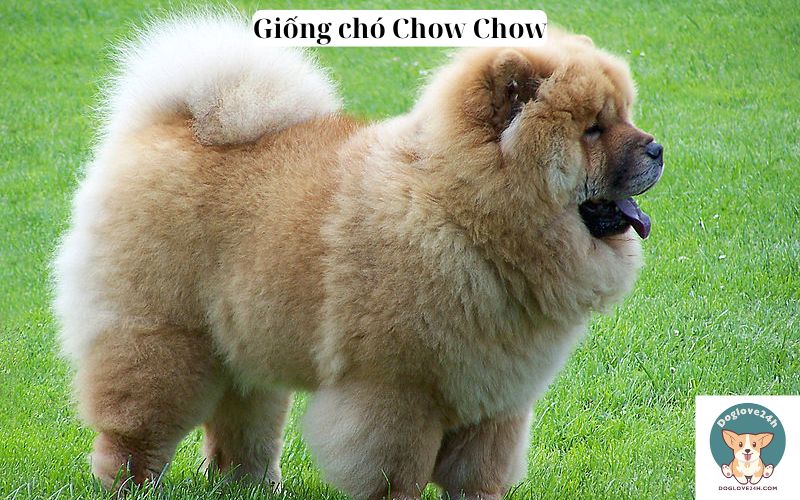 Giống chó Chow Chow