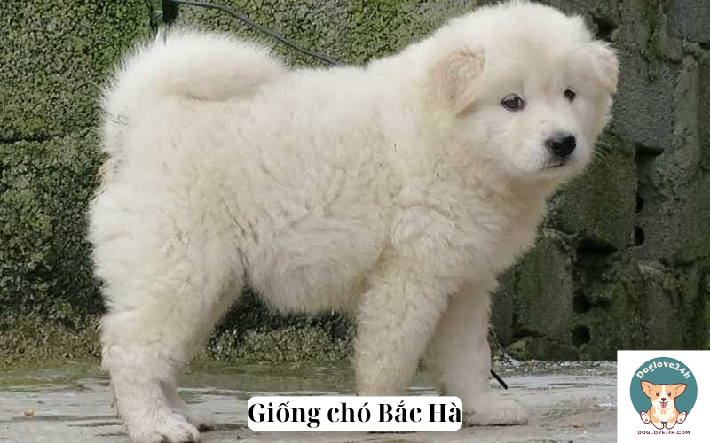 giống chó Bắc Hà